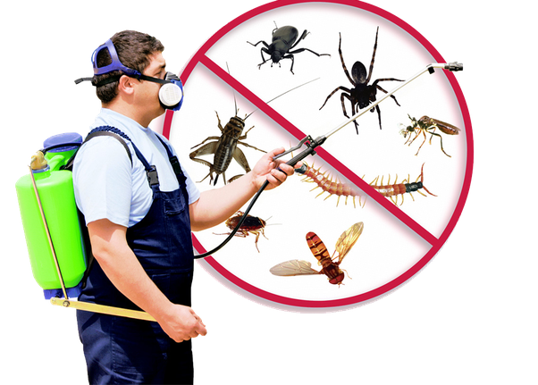 professional pest removal