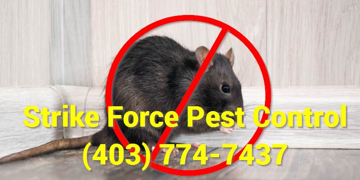 strike force rat control